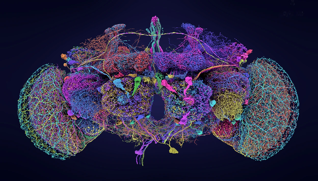 Researchers have mapped nearly 140,000 neurons in the fruit-fly brain. This version shows the 50 largest. Credit: Tyler Sloan and Amy Sterling for FlyWire, Princeton University