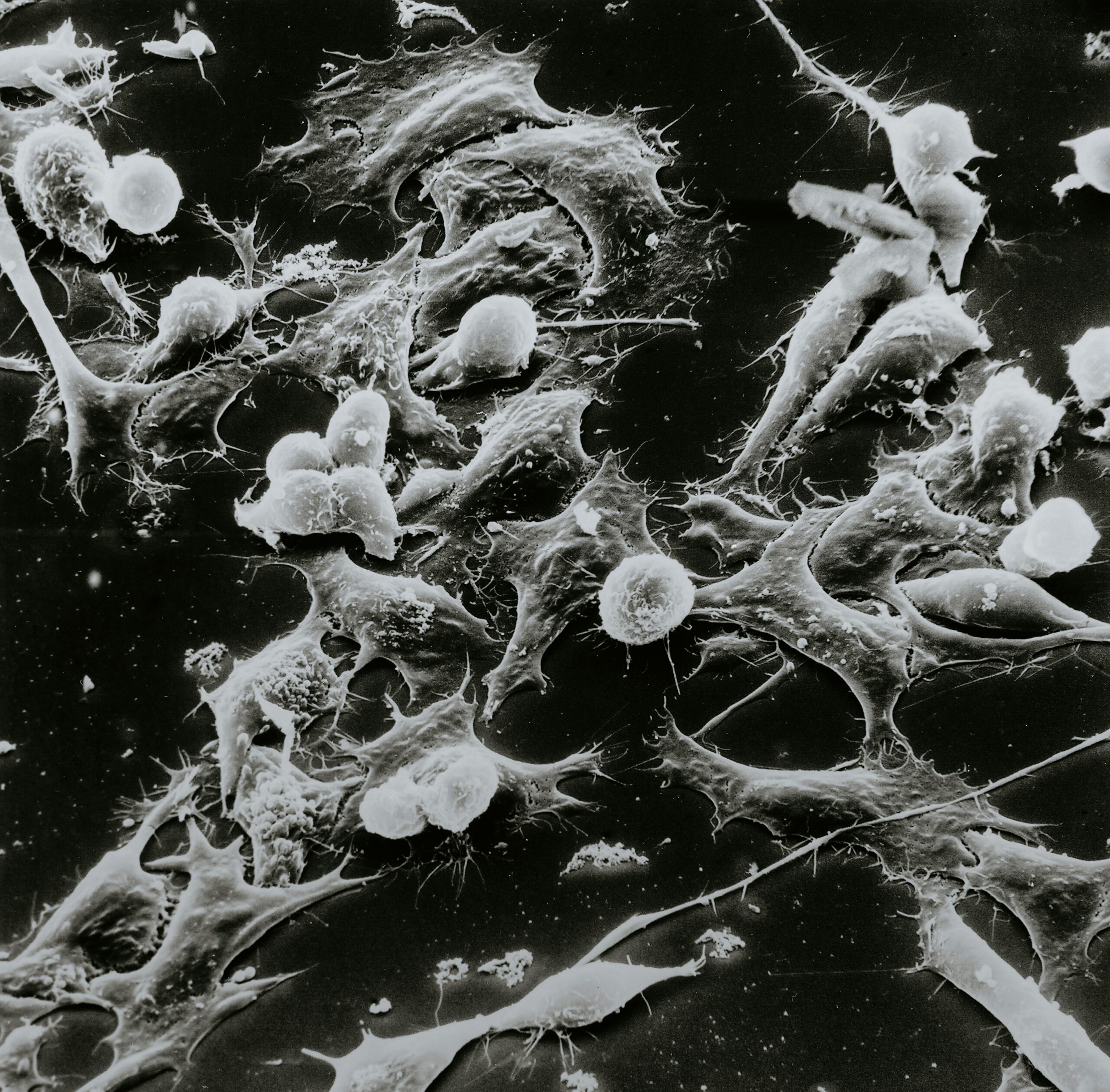 Photo by National Cancer Institute on Unsplash 